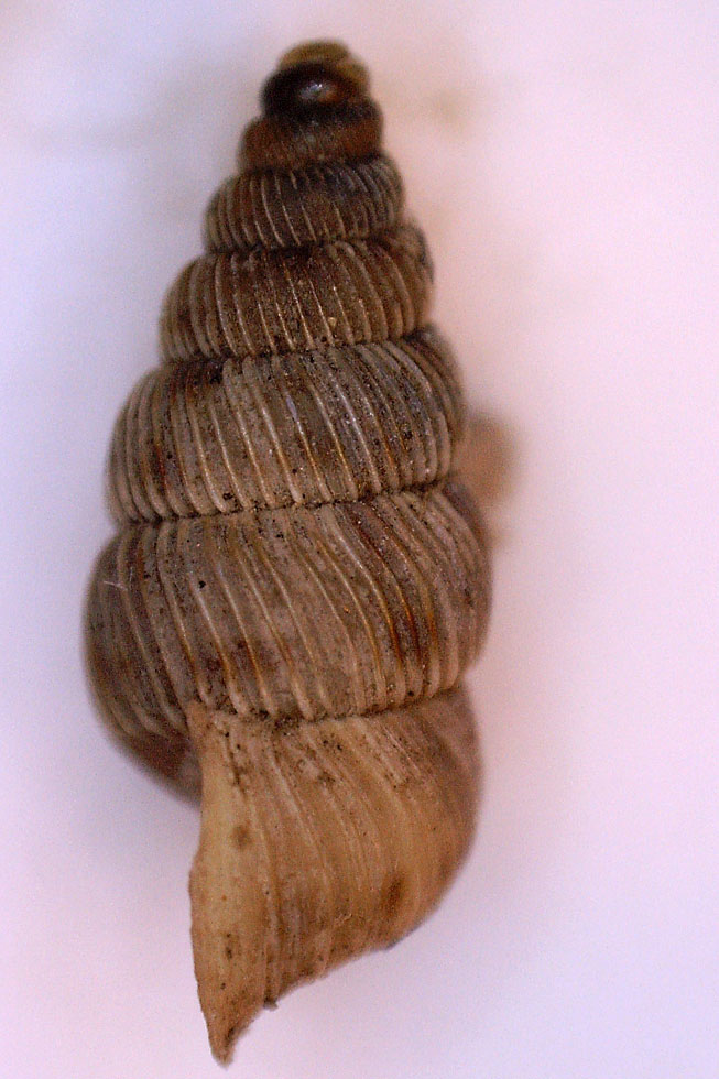 Cochlostoma da Gliki (W Epiro)